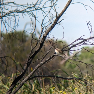 Chrysococcyx basalis (Horsfield's Bronze-Cuckoo) at Lake Wyangan, NSW - 2 Feb 2023 by Darcy