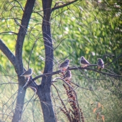 Taeniopygia guttata (Zebra Finch) at Lake Wyangan, NSW - 2 Feb 2023 by Darcy