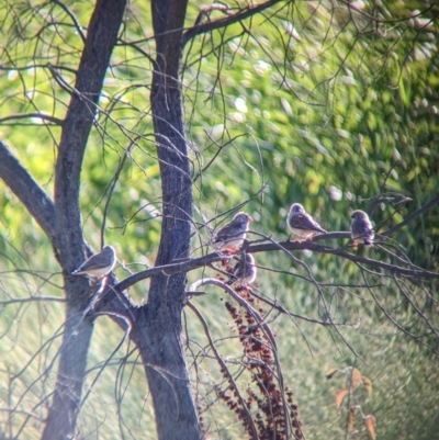 Taeniopygia guttata (Zebra Finch) at Lake Wyangan, NSW - 2 Feb 2023 by Darcy