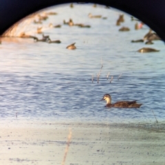 Anas superciliosa (Pacific Black Duck) at Nericon, NSW - 2 Feb 2023 by Darcy