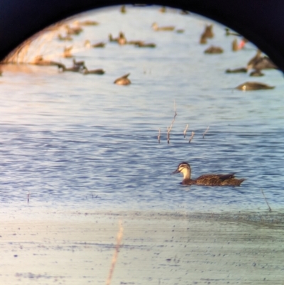 Anas superciliosa (Pacific Black Duck) at Nericon, NSW - 2 Feb 2023 by Darcy