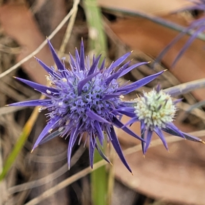 Eryngium ovinum (Blue Devil) at Umbagong District Park - 3 Feb 2023 by trevorpreston