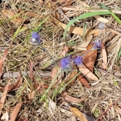 Eryngium ovinum at Latham, ACT - 3 Feb 2023