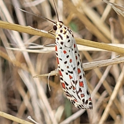 Utetheisa pulchelloides (Heliotrope Moth) at Umbagong District Park - 3 Feb 2023 by trevorpreston