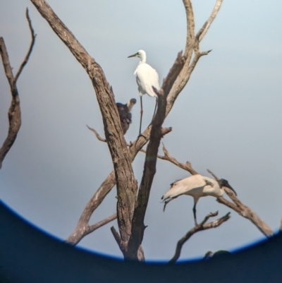 Threskiornis molucca (Australian White Ibis) at Lake Wyangan, NSW - 1 Feb 2023 by Darcy