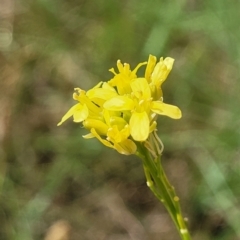 Hirschfeldia incana (Buchan Weed) at Umbagong District Park - 3 Feb 2023 by trevorpreston