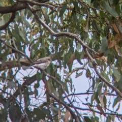 Microeca fascinans (Jacky Winter) at Galore, NSW - 2 Feb 2023 by Darcy