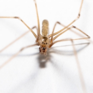 Pholcus phalangioides at Jerrabomberra, NSW - 30 Jan 2023