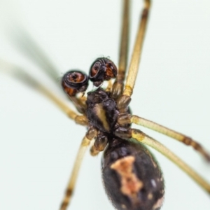 Latrodectus hasselti at Jerrabomberra, NSW - 2 Feb 2023