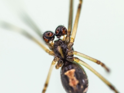 Latrodectus hasselti (Redback Spider) at Jerrabomberra, NSW - 2 Feb 2023 by MarkT