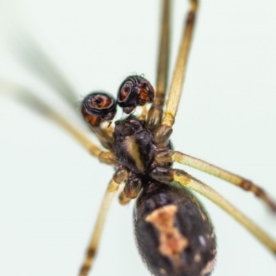 Latrodectus hasselti (Redback Spider) at Jerrabomberra, NSW - 2 Feb 2023 by MarkT