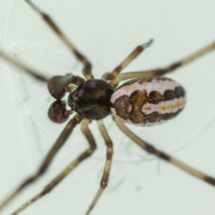 Latrodectus hasselti at Jerrabomberra, NSW - 2 Feb 2023