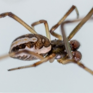 Latrodectus hasselti at Jerrabomberra, NSW - 2 Feb 2023