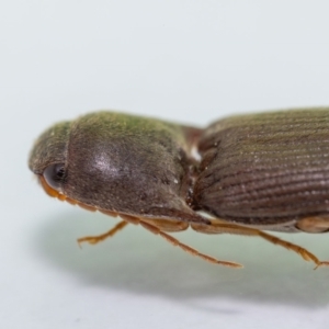 Monocrepidus sp. (genus) at Jerrabomberra, NSW - 2 Feb 2023 09:15 AM