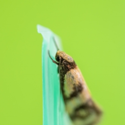 Olbonoma triptycha (Chezela Group) at Jerrabomberra, NSW - 1 Feb 2023 by MarkT