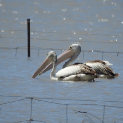 Pelecanus conspicillatus (Australian Pelican) at Lake George, NSW - 31 Jan 2023 by GlossyGal