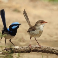 Malurus cyaneus (Superb Fairywren) at Lake George, NSW - 31 Jan 2023 by GlossyGal