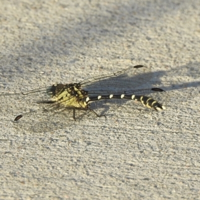 Hemigomphus heteroclytus (Stout Vicetail) at Queanbeyan River - 31 Jan 2023 by GlossyGal