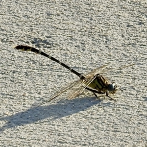 Hemigomphus heteroclytus at Queanbeyan, NSW - 31 Jan 2023 07:20 PM