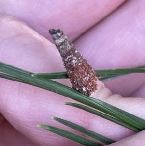 Conoeca or Lepidoscia (genera) IMMATURE at Nicholls, ACT - 3 Feb 2023