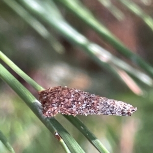 Conoeca or Lepidoscia (genera) IMMATURE at Nicholls, ACT - 3 Feb 2023