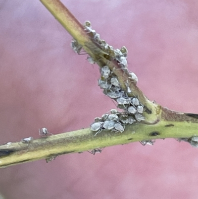 Brevicoryne brassicae (Cabbage Aphid) at Nicholls, ACT - 3 Feb 2023 by Hejor1