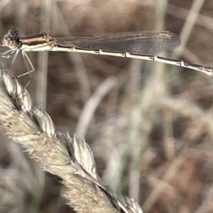 Austrolestes analis at Nicholls, ACT - 3 Feb 2023 05:20 PM