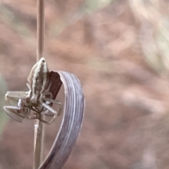 Runcinia acuminata (Pointy Crab Spider) at Nicholls, ACT - 3 Feb 2023 by Hejor1