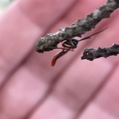 Ichneumonidae (family) (Unidentified ichneumon wasp) at Nicholls, ACT - 3 Feb 2023 by Hejor1