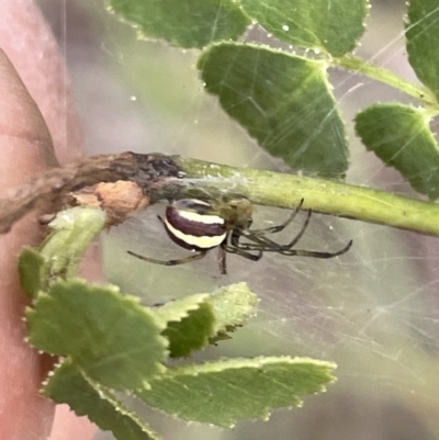 Deliochus zelivira (Messy Leaf Curling Spider) at Nicholls, ACT - 3 Feb 2023 by Hejor1