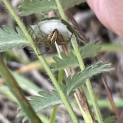 Oxyopes sp. (genus) (Lynx spider) at Nicholls, ACT - 3 Feb 2023 by Hejor1