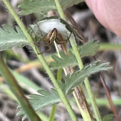 Oxyopes (genus) (Lynx spider) at Nicholls, ACT - 3 Feb 2023 by Hejor1