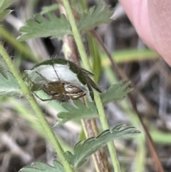 Oxyopes sp. (genus) at Nicholls, ACT - 3 Feb 2023