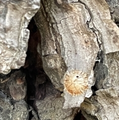 Unidentified Insect at Nicholls, ACT - 3 Feb 2023 by Hejor1