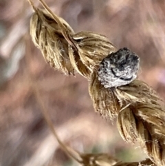 Cryptocephalinae (sub-family) at Nicholls, ACT - 3 Feb 2023