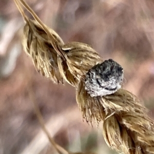 Cryptocephalinae (sub-family) at Nicholls, ACT - 3 Feb 2023