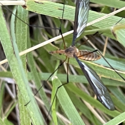 Leptotarsus (Leptotarsus) sp.(genus) (A Crane Fly) at Nicholls, ACT - 3 Feb 2023 by Hejor1