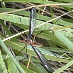 Leptotarsus (Leptotarsus) sp.(genus) at Nicholls, ACT - 3 Feb 2023