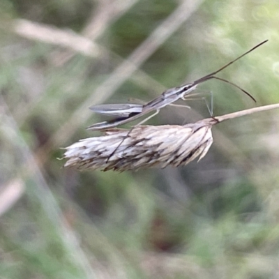 Mutusca brevicornis (A broad-headed bug) at Nicholls, ACT - 3 Feb 2023 by Hejor1