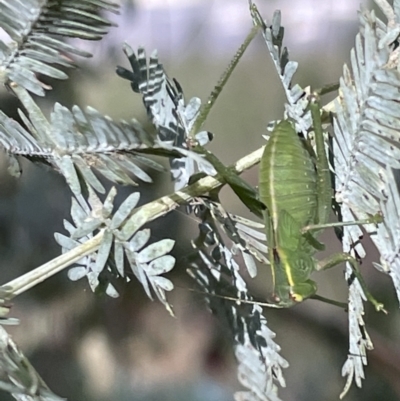 Caedicia simplex (Common Garden Katydid) at Nicholls, ACT - 3 Feb 2023 by Hejor1