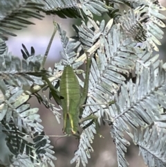 Caedicia simplex at Nicholls, ACT - 3 Feb 2023 06:03 PM