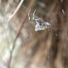 Philoponella congregabilis (Social house spider) at Nicholls, ACT - 3 Feb 2023 by Hejor1