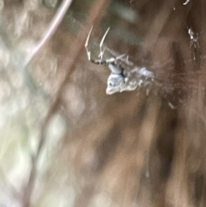 Philoponella congregabilis at Nicholls, ACT - 3 Feb 2023