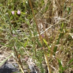 Epilobium billardiereanum subsp. cinereum (Variable Willow-herb) at Fadden, ACT - 2 Feb 2023 by KumikoCallaway