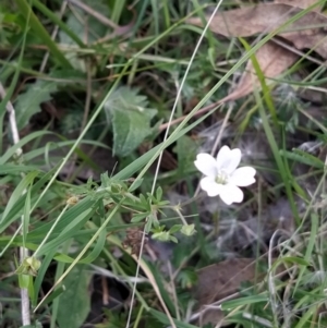 Geranium sp. at Fadden, ACT - 2 Feb 2023