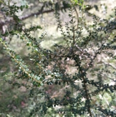 Bursaria spinosa subsp. lasiophylla (Australian Blackthorn) at Fadden, ACT - 2 Feb 2023 by KumikoCallaway