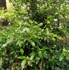 Viburnum tinus (Laurustinus) at Wanniassa Hill - 2 Feb 2023 by KumikoCallaway