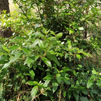 Viburnum tinus (Laurustinus) at Wanniassa Hill - 2 Feb 2023 by KumikoCallaway