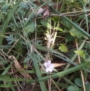 Geranium sp. at Fadden, ACT - 2 Feb 2023