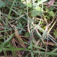 Geranium sp. at Fadden, ACT - 2 Feb 2023 03:50 PM